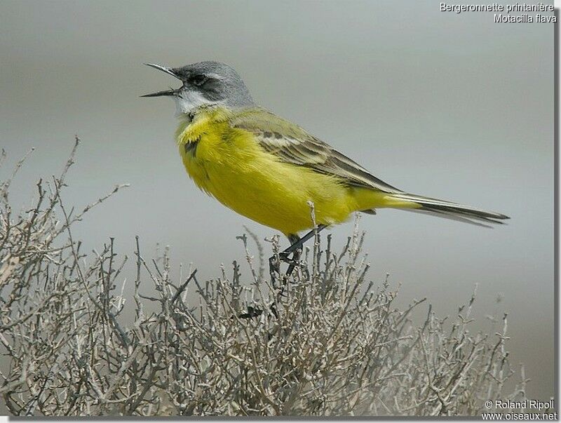 Western Yellow Wagtailadult breeding, song