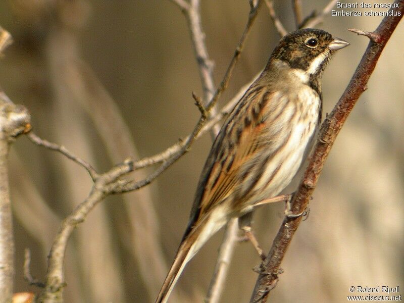 Common Reed Bunting male