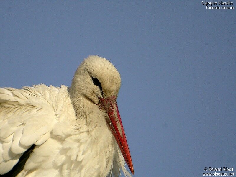 White Storkadult breeding
