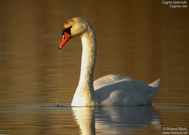 Mute Swan male adult post breeding
