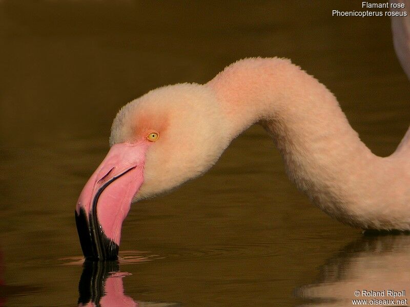 Greater Flamingoadult post breeding