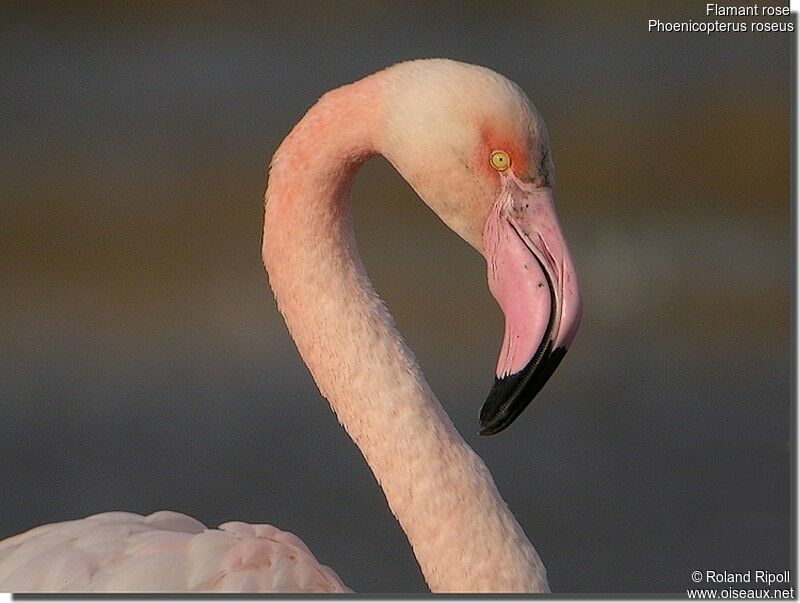 Greater Flamingoadult