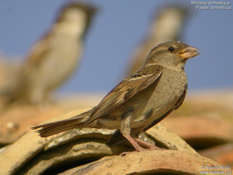 House Sparrowjuvenile