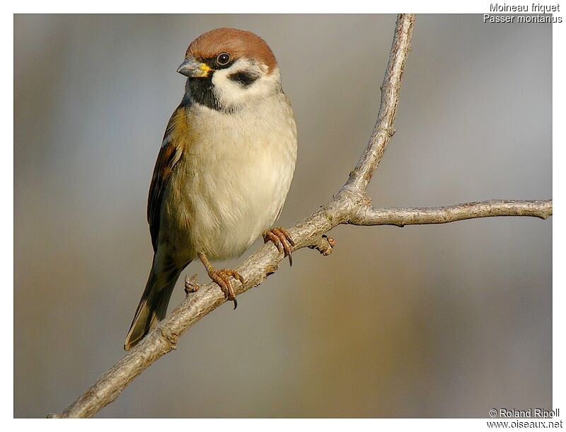 Eurasian Tree Sparrowadult post breeding, identification