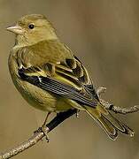 Common Chaffinch