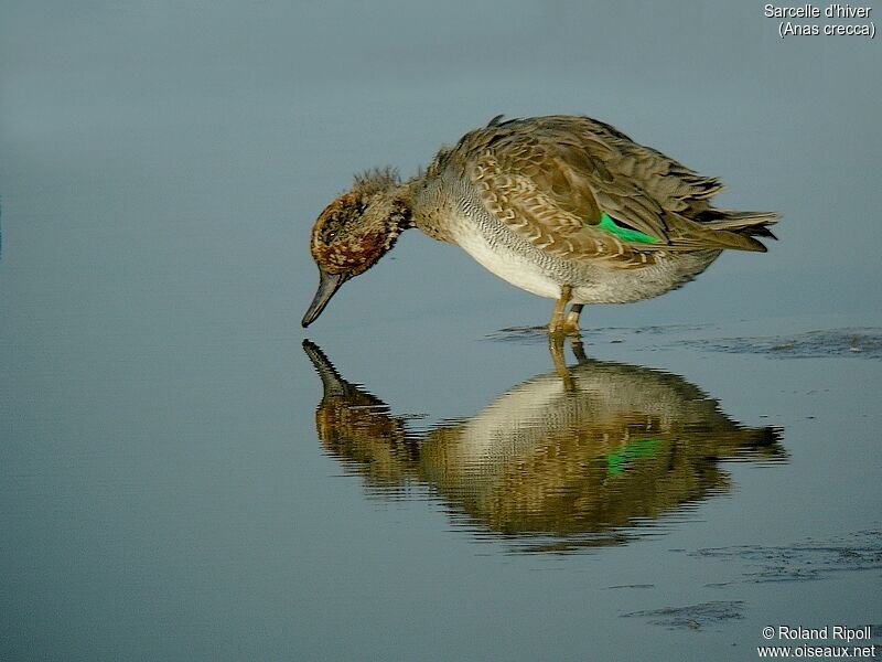 Eurasian Teal male adult transition, moulting