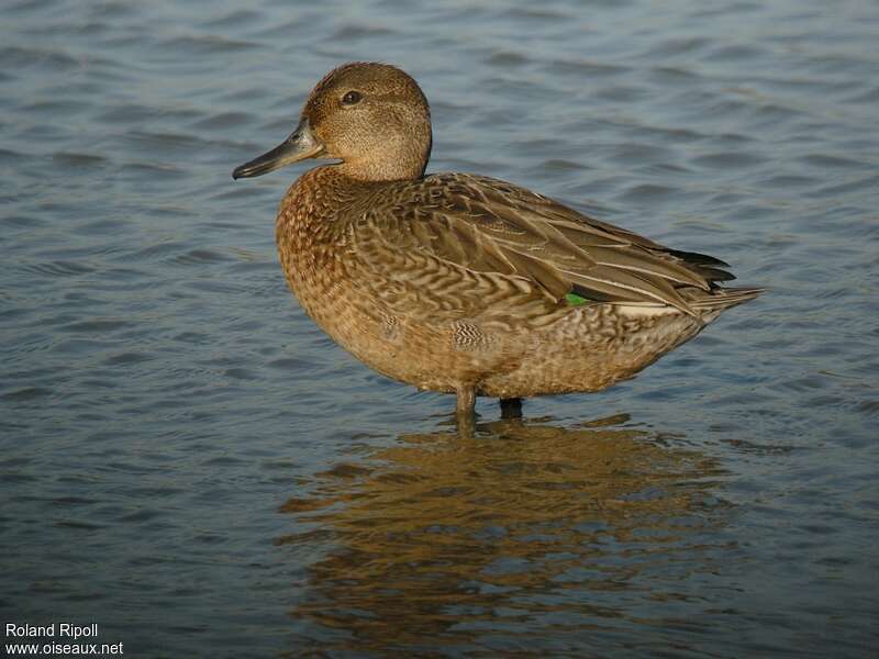 Eurasian Teal male First year, identification
